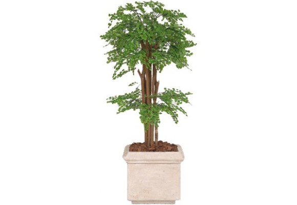 Maidenhair Fern Tree