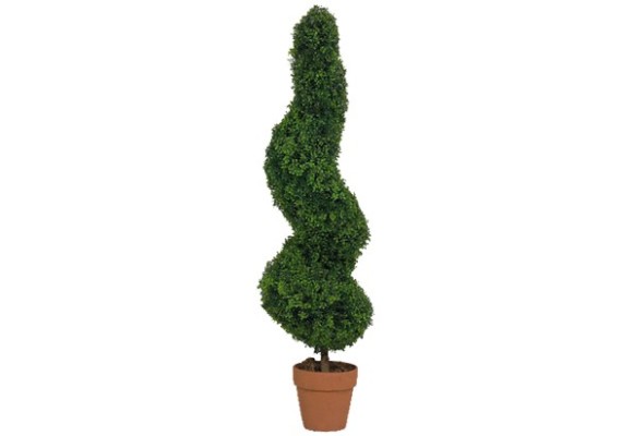 Spiral Boxwood